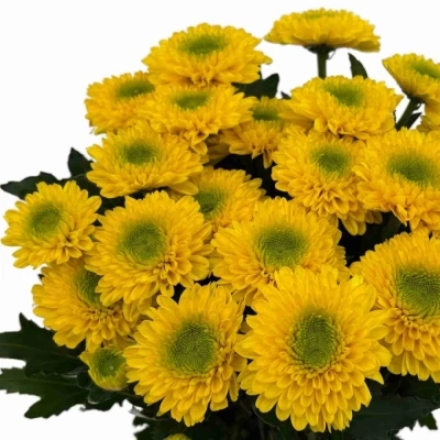 Chryzantéma G BRASILIANA