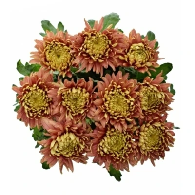 Chryzantéma G CASSANDRA BRONS
