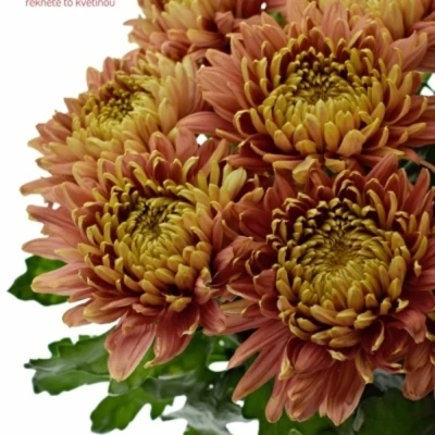 Chryzantéma G CASSANDRA BRONS