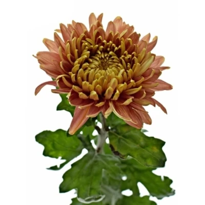 Chryzantéma G CASSANDRA BRONS 55 g