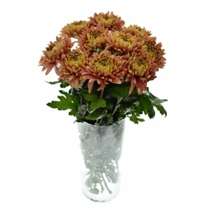 Chryzantéma G CASSANDRA BRONS