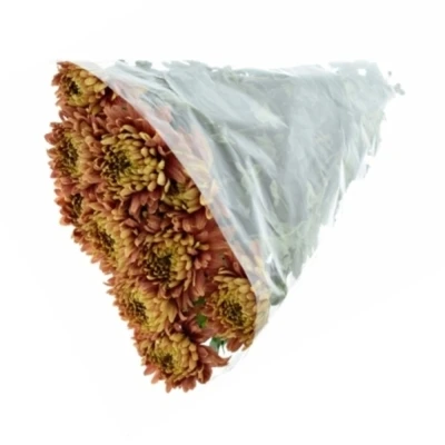 Chryzantéma G CASSANDRA BRONS