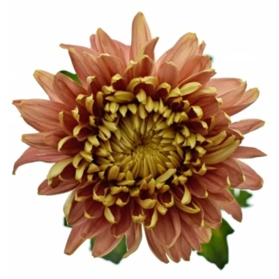 Chryzantéma G CASSANDRA BRONS