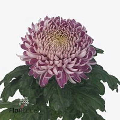 Chryzantéma G CASSANDRA 60 g