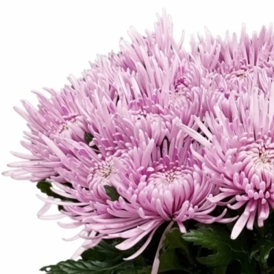 Chryzantéma G CIPRIA