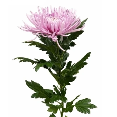 Chryzantéma G CIPRIA