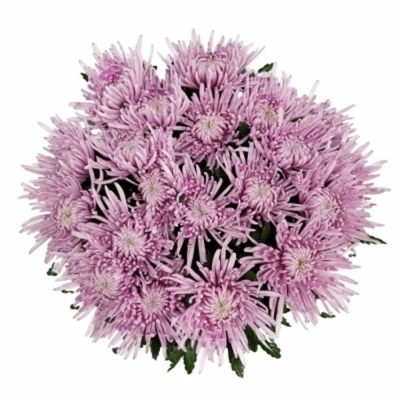 Chryzantéma G CIPRIA