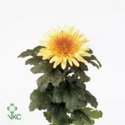 Chryzantéma G ELEONORA BRONZE 75g