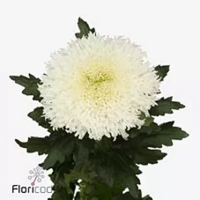 Chryzantema G ETRUSKO WHITE