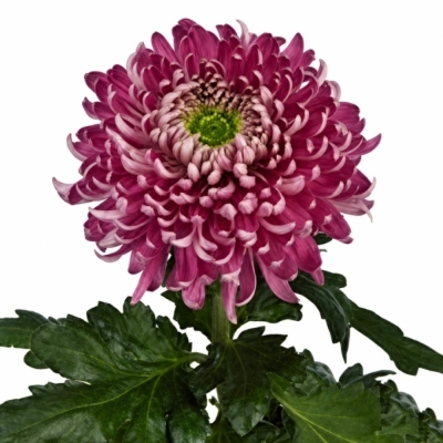 Chryzantéma G HOLIDAY PURPER