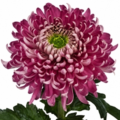 Chryzantéma G HOLIDAY PURPER 80 cm / 130 g