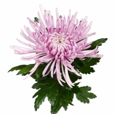 Chryzantéma G HONEYMOON 95 g