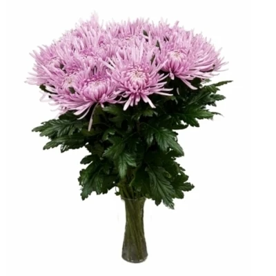 Chryzantéma G HONEYMOON