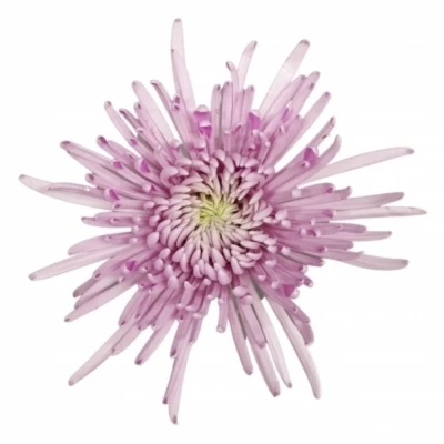 Chryzantéma G HONEYMOON