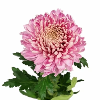 Chryzantéma G HORNBILL 60 g