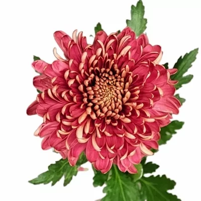 Chryzantéma G HORNBILL SALMON 100 g