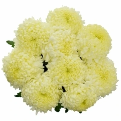 Chryzantéma G JA DANK