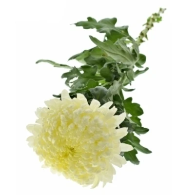 Chryzantéma G JA DANK