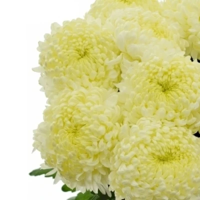 Chryzantéma G JA DANK