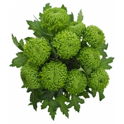Chryzantéma G JADE GREEN