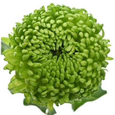 Chryzantéma G JADE GREEN