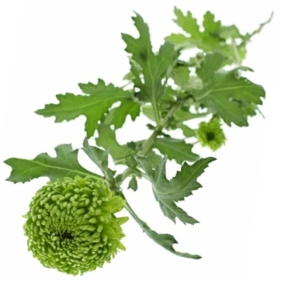 Chryzantéma G JADE GREEN