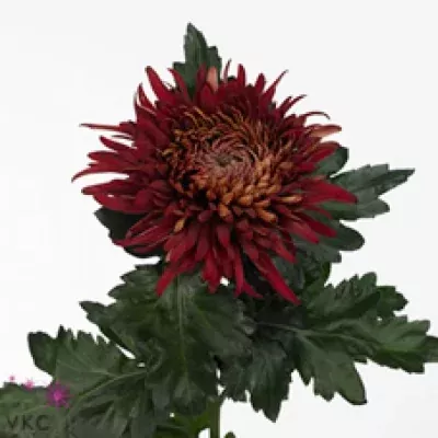 Chryzantéma G JOHN RILEY 60g