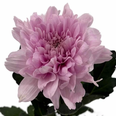 Chryzantéma G KALIMBA 90 g