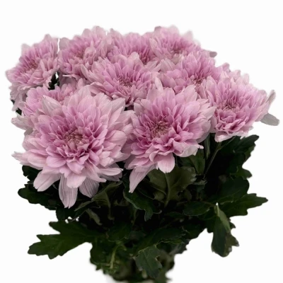 Chryzantéma G KALIMBA