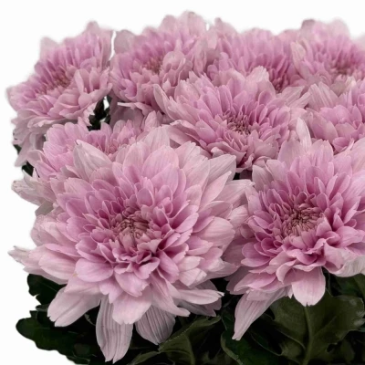 Chryzantéma G KALIMBA