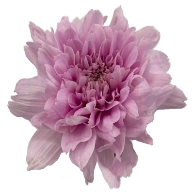 Chryzantéma G KALIMBA