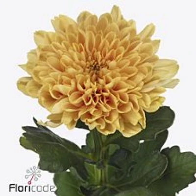 Chryzantéma G KALIMBA ORANGE 80 g