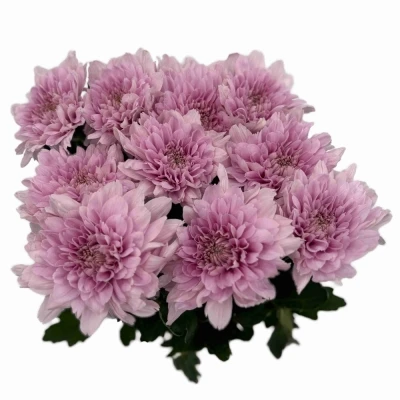 Chryzantéma G KALIMBA