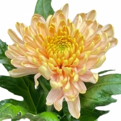 Chryzantéma G KALIMBA SALMON 70 g