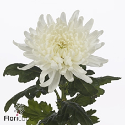 Chryzantéma G KOLOSSUS 60 cm / 60 g