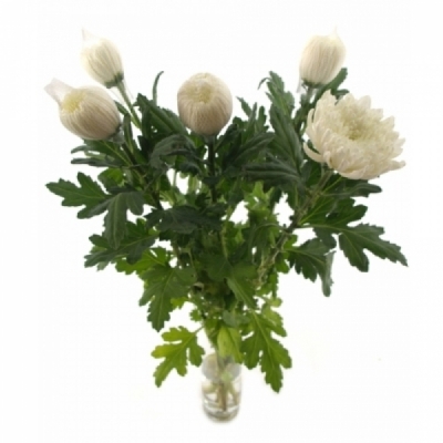 Chryzantéma G KOLOSSUS