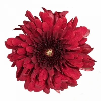 Chryzantéma G LAMIRA RED 100g