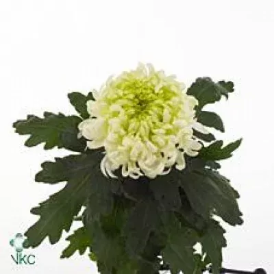 Chryzantéma G LOUIS GERM WHITE 125g