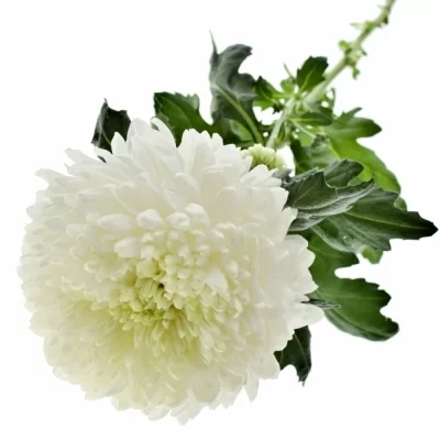 Chryzantéma G MAGNUM