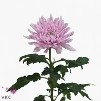 Chryzantéma G MORGANA 75g