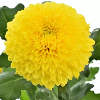 Chryzantéma G PALADOV SUNNY 65g