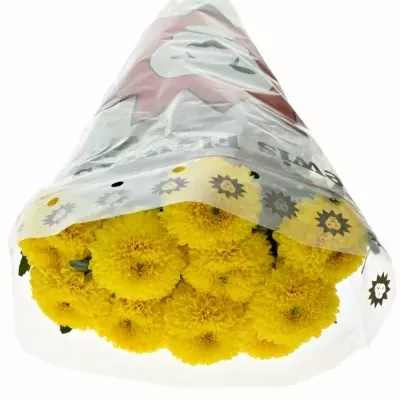 Chryzantéma G PALADOV SUNNY 65g