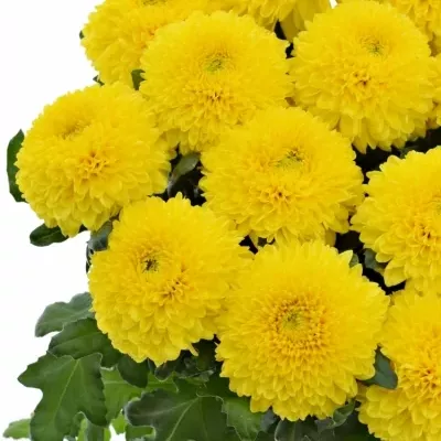Chryzantéma G PALADOV SUNNY 65g