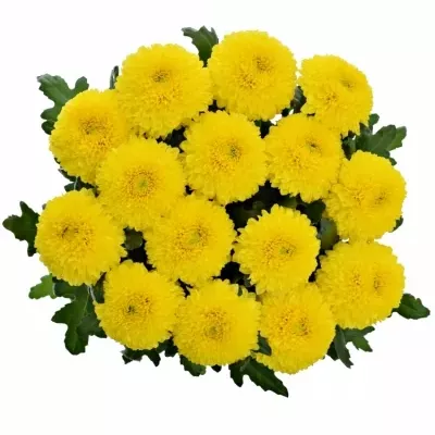 Chryzantéma G PALADOV SUNNY 65g