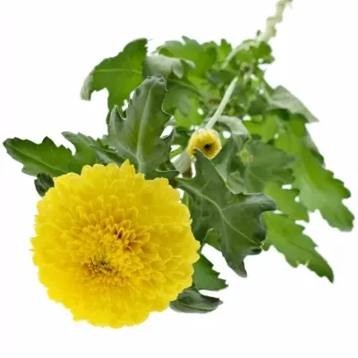 Chryzantéma G PALADOV SUNNY 65g