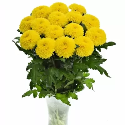 Chryzantéma G PALADOV SUNNY 65g