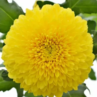 Chryzantéma G PALADOV SUNNY 65g