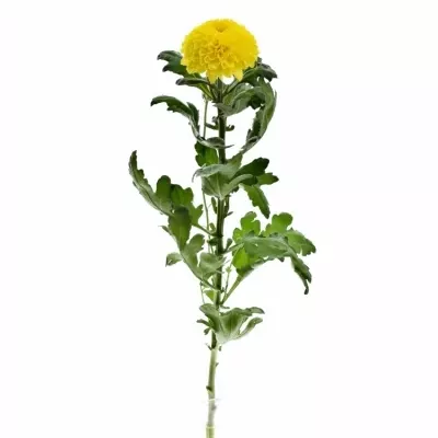 Chryzantéma G PALADOV SUNNY 65g