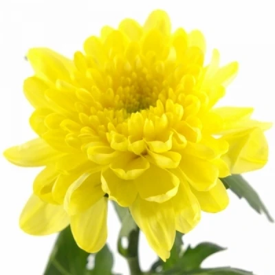 Chryzantéma G PALISADE YELLOW 80g