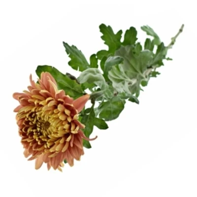 Chryzantéma G PANDION BRONZE